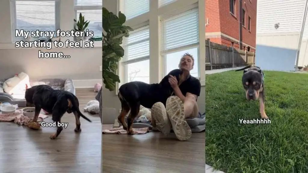 A Rescued Dog's Fear of Nighttime Walks Reveals Past Trauma