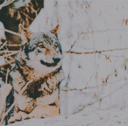 winter6.gif