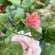 IMG 0431