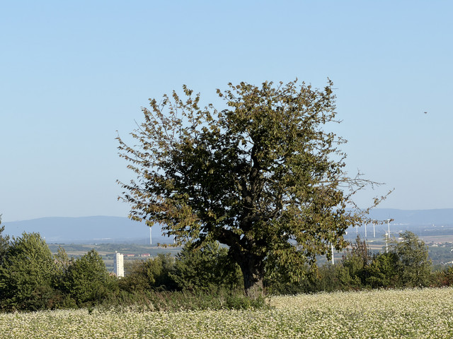 IMG-0375