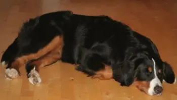 Relieving Your Bernese Mountain Dog's Itchy Skin