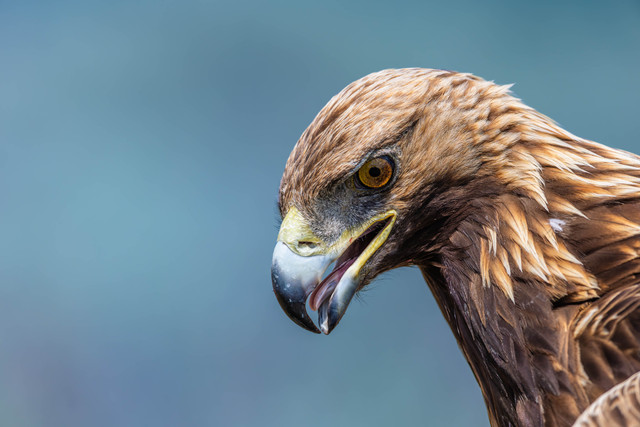 Águila ibérica de perfil con el cielo de fondo