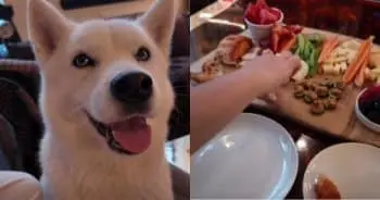 Delighting Dogs with Colourful Barkuterie Boards