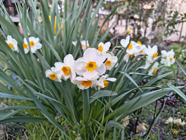 narcissus Geranium.jpg