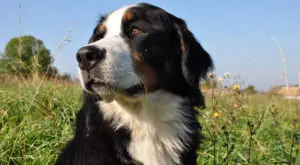Boost Your Bernese Mountain Dog's Skin and Coat Health