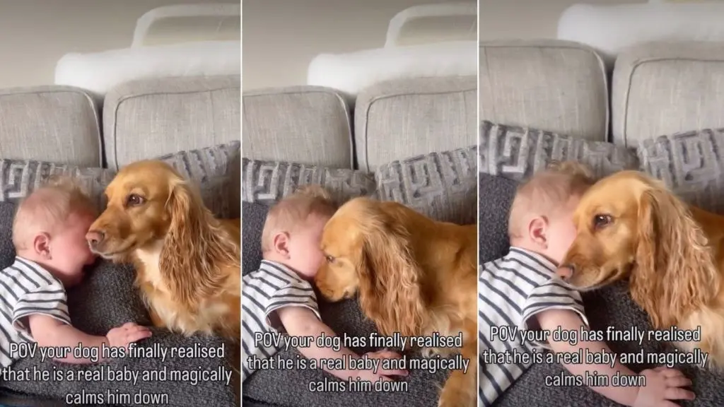 A Cocker Spaniel Becomes a Gentle Nanny for a Distressed Infant