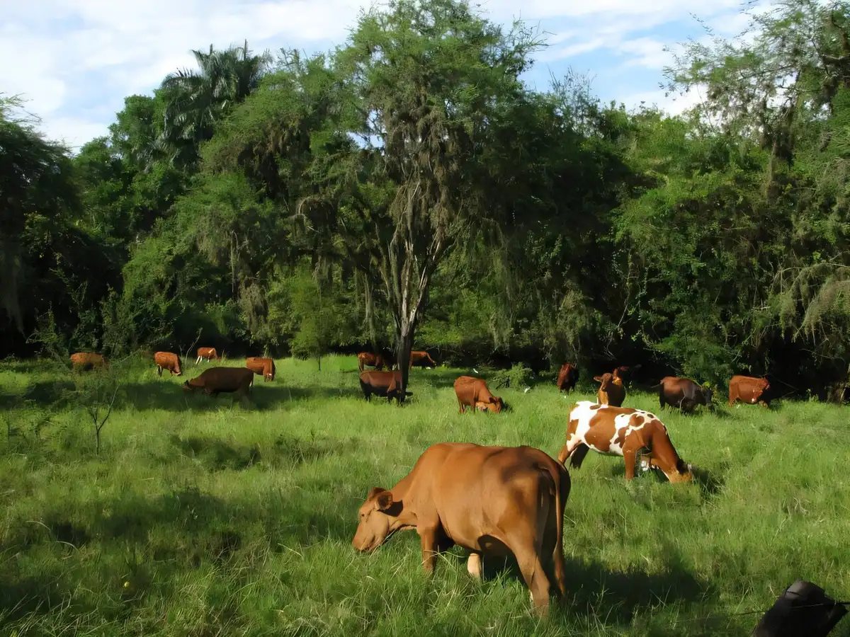 Tropical Pastures Teem with Life
