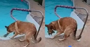 Dog Saves Drowning Bunny in Kansas Backyard
