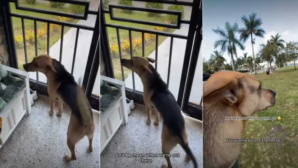 First Encounter of a Lifetime: Rescue Dog Meets Horse