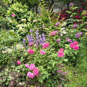 roses