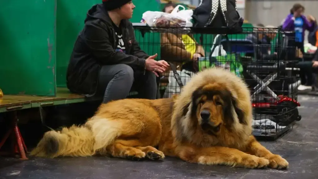 Large Shelter Dogs Get Boost to Find Forever Homes