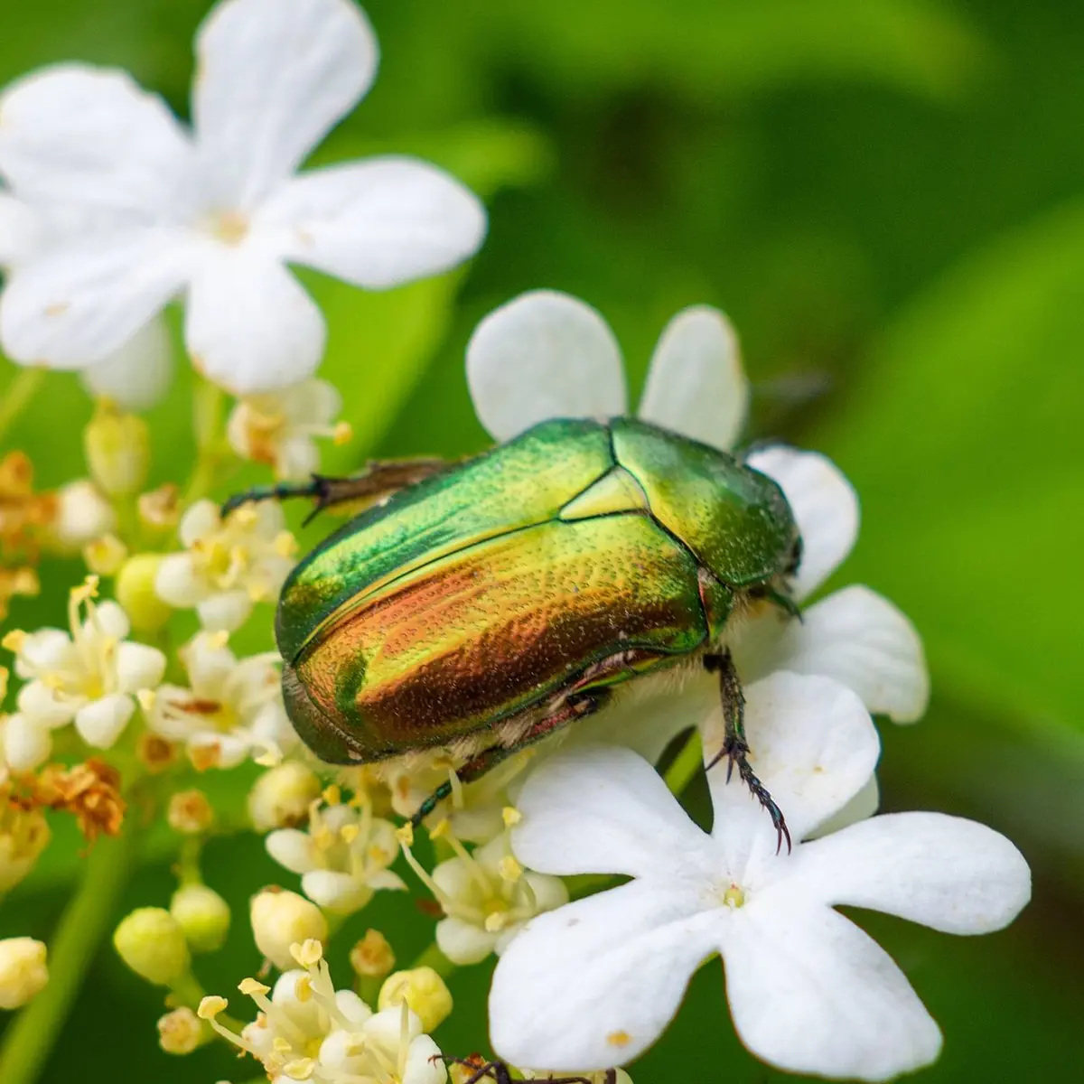Beetle-ul japonez sau bugul de iunie: cum să-i deosebiţi
