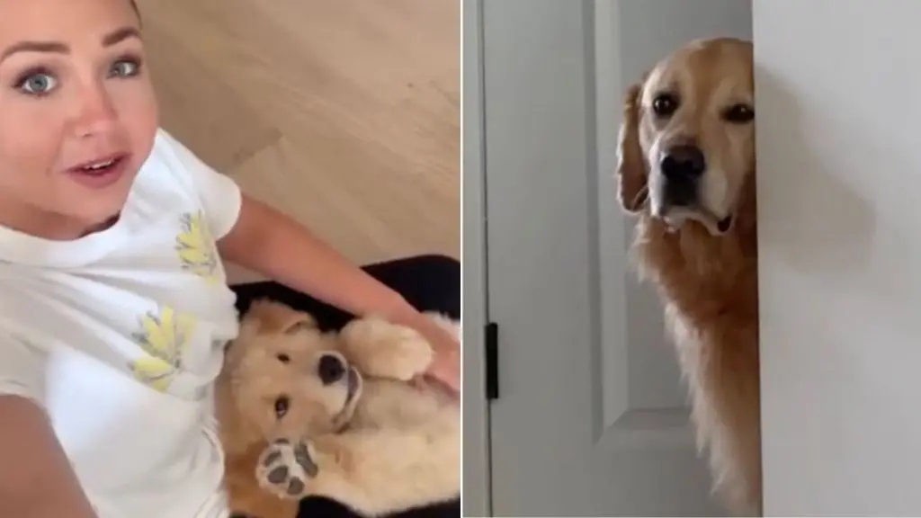 Golden Retriever's Jealousy Goes Viral After Puppy Gets All the Attention