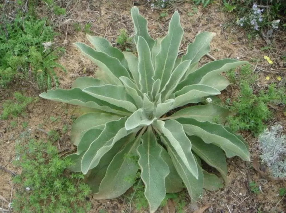 gordolobo-jpg.webp