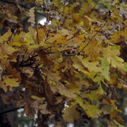 DSC7658
