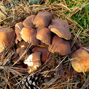 IMG-0387