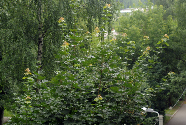 DSC5405-result.jpg