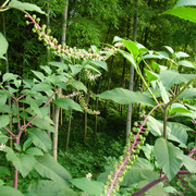 2010-07-07-045-131