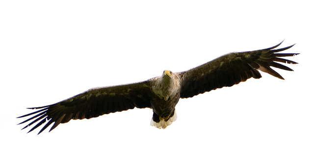 Adler.jpg