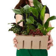 Indoor-Plant-Collection-4