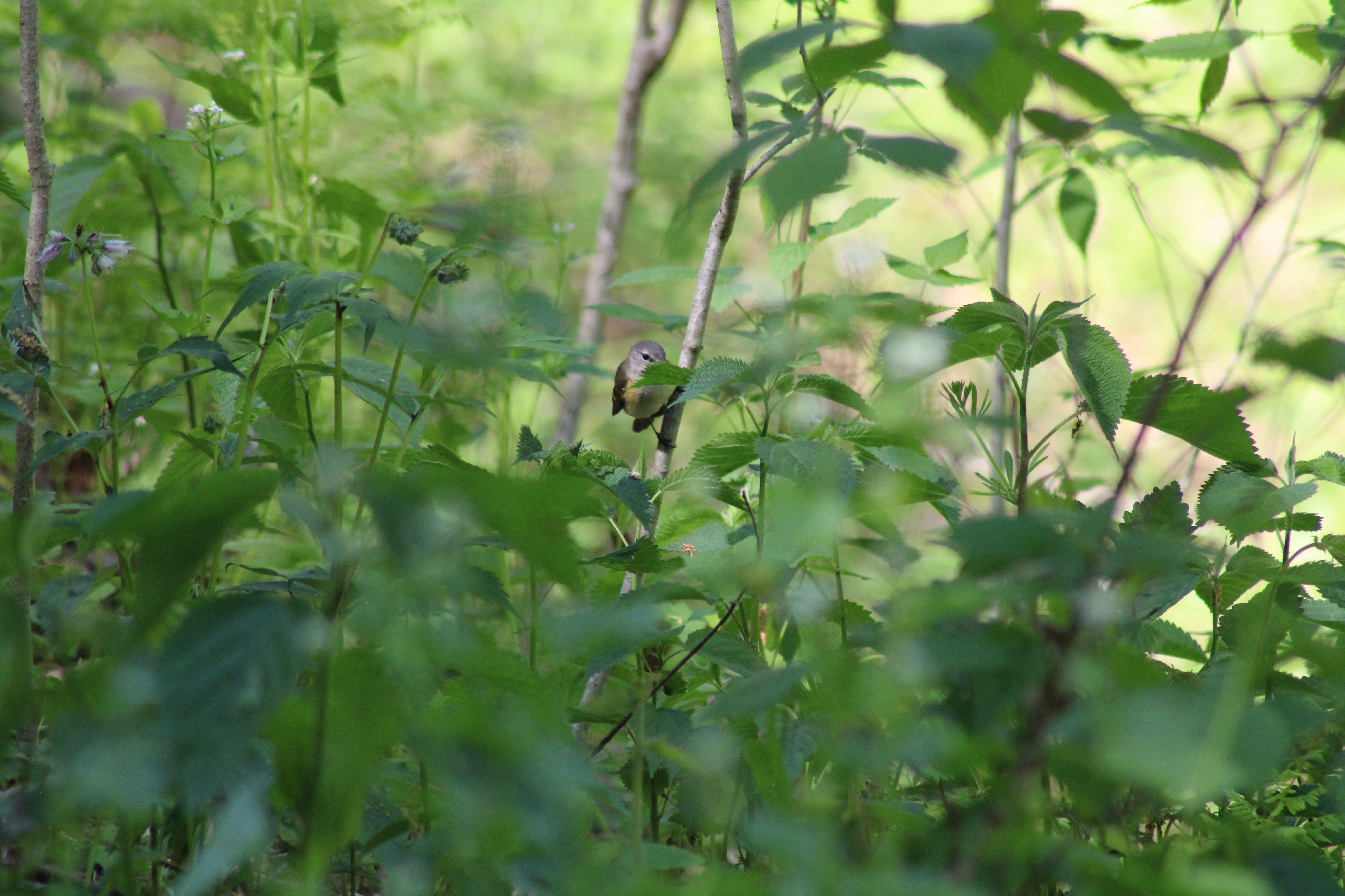 Recent bird photo