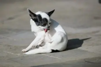 Soothing Canine Skin Issues with Natural Remedies