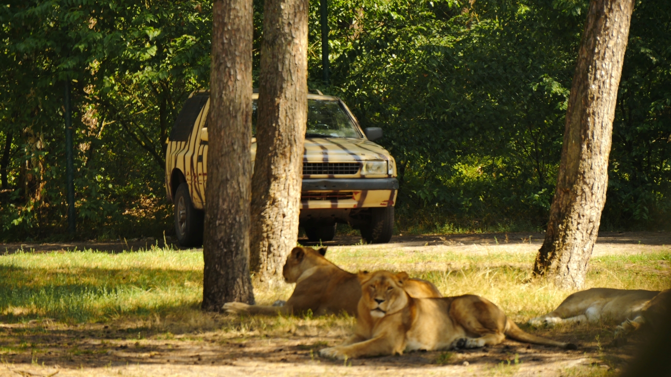 Serengeti-Park / Серенгети-Парк и кусочек Касселя