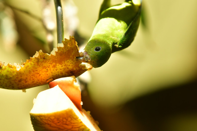 Small green parrot feeding on fruit, probable green-rumped parrotlet