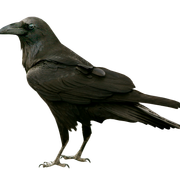 0-4f2dd-d2c71203-XXXL