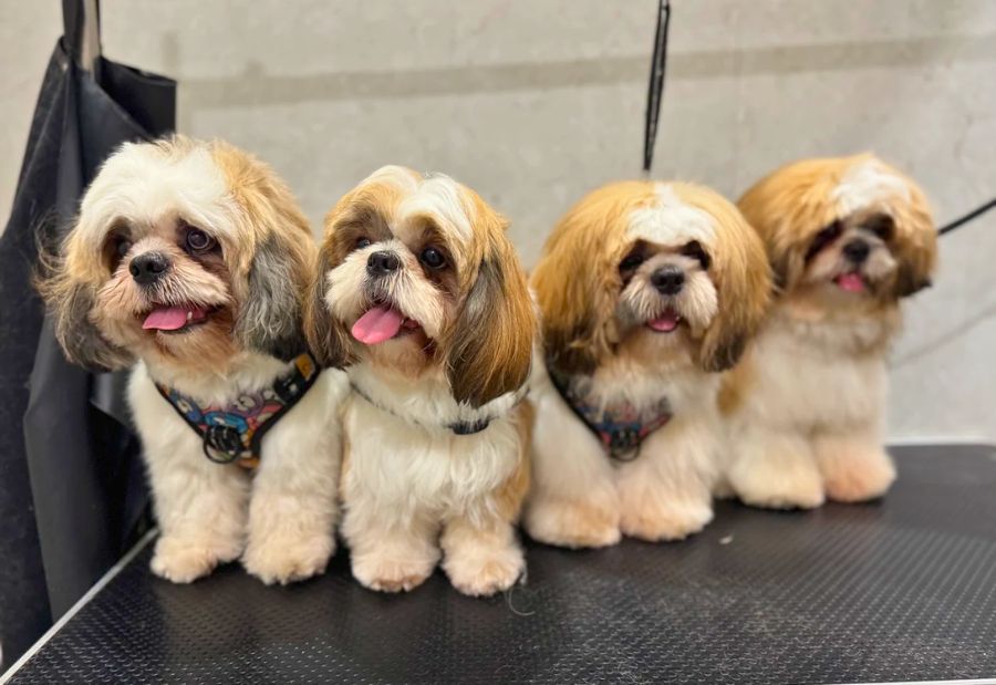 Puppies