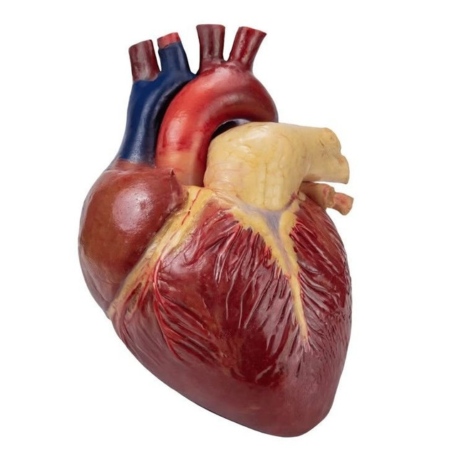 Heart Ultrasound