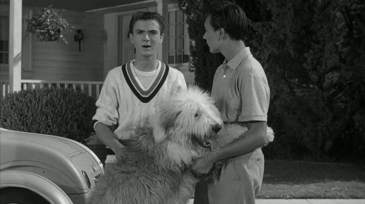 The Shaggy Dog Screenshot