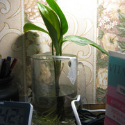 IMG 6488