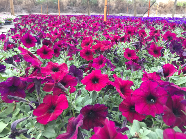 Brad's Bedding Plants