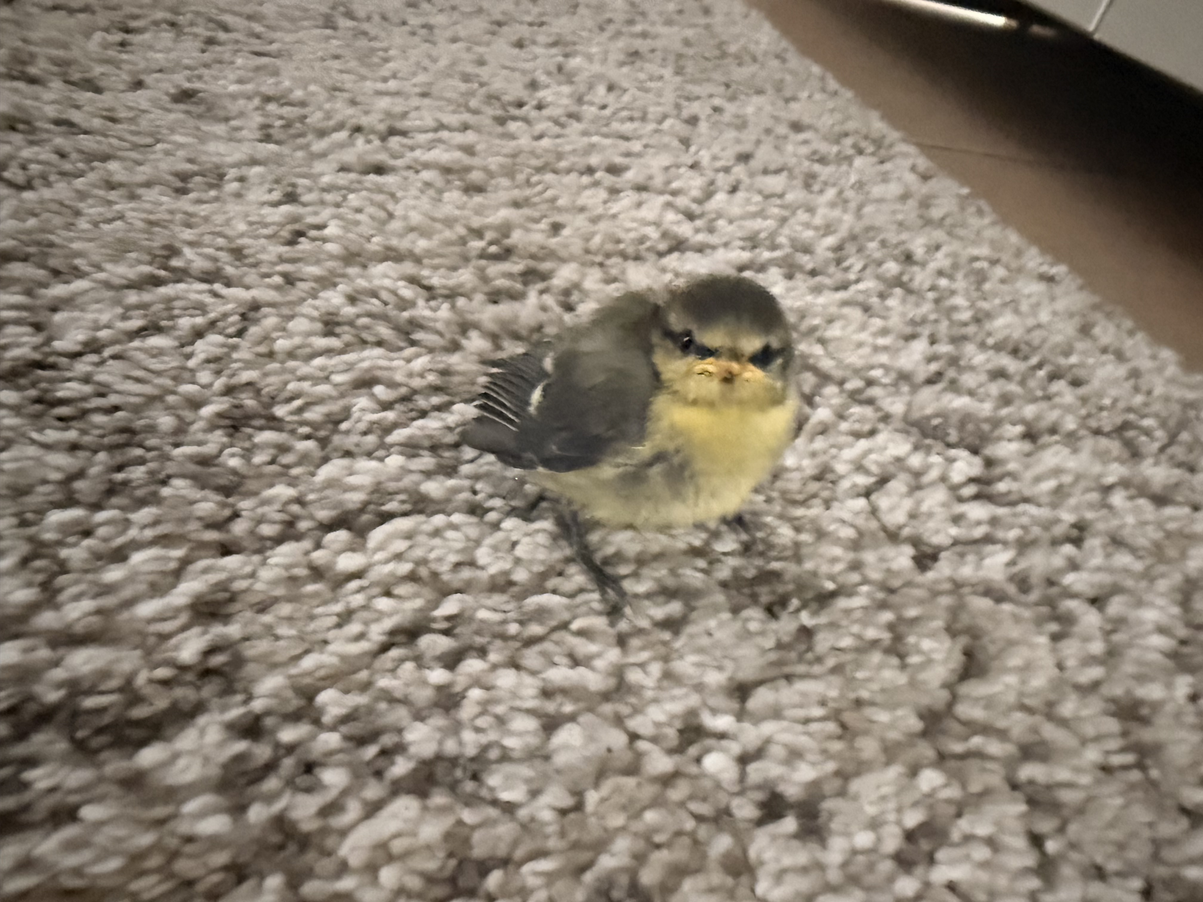 最近認識された鳥の写真