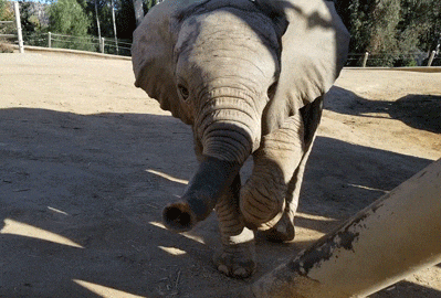 giphy.gif