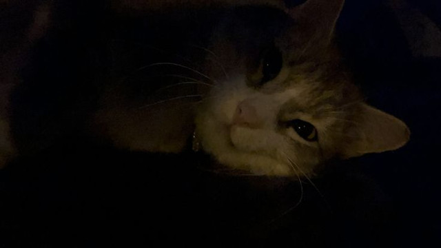 cat