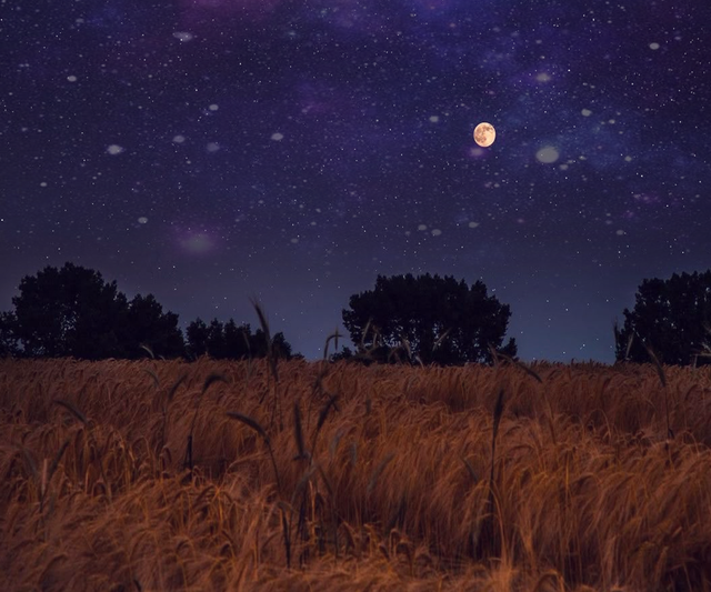 field.png