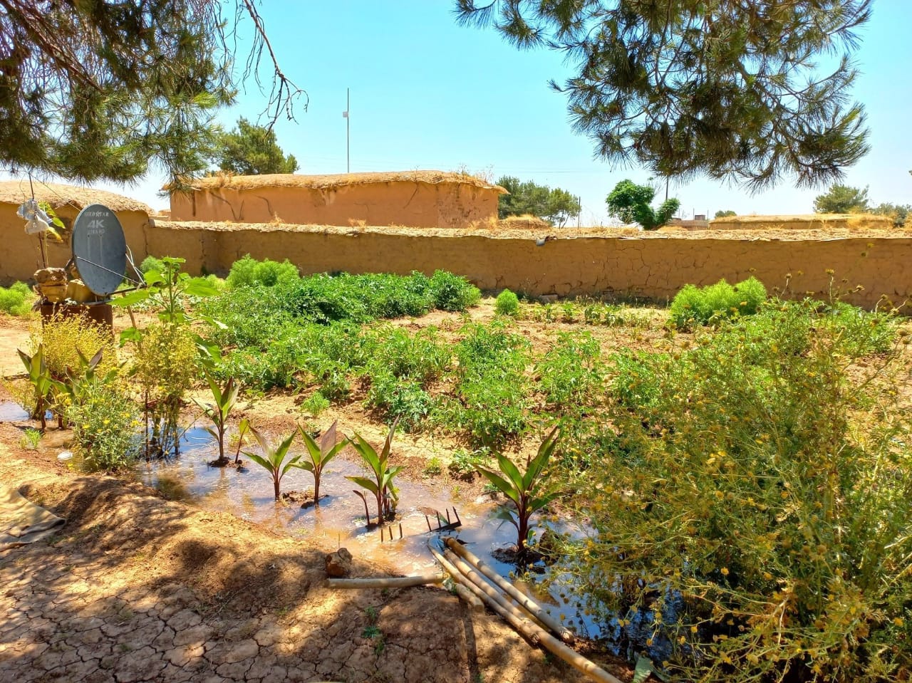 حضور أوسع لاقتصاد المرأة الريفية في الحسكة.. حدائق منزلية صغيرة ضد الفقر