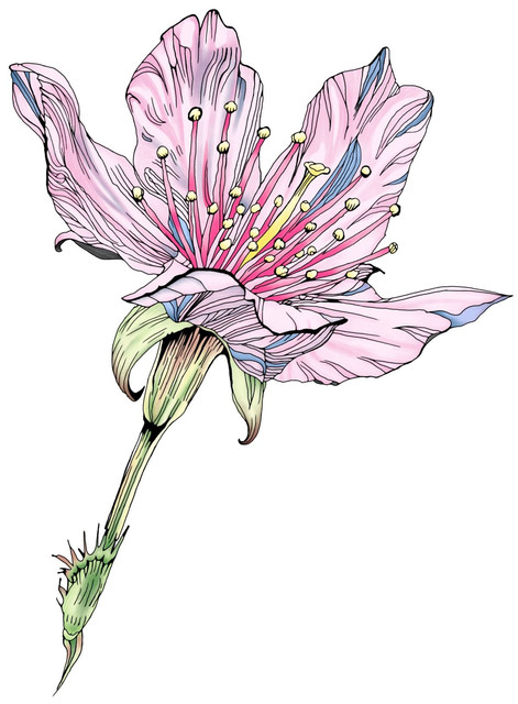 High Resulation Flower.jpg