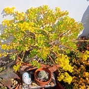 IMG-7113