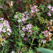 IMG-7686