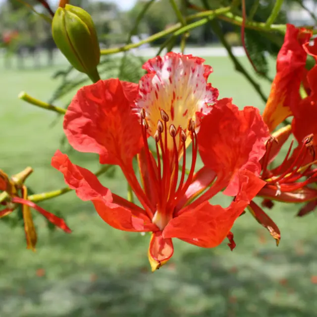 royal-poinciana3