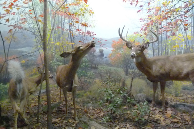 White tailed Deer.jpg