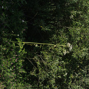 DSC5311-result