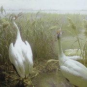Whooping Crane