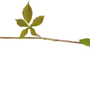 Leaves04