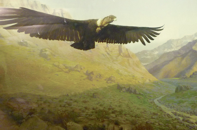 Andean Condor.jpg