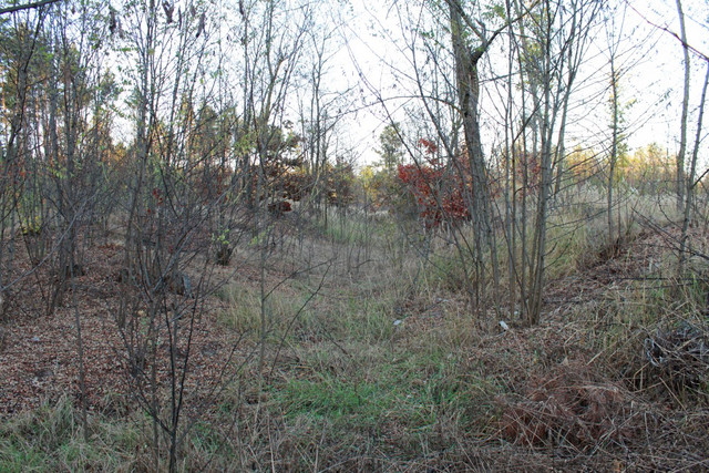 IMG-2239