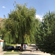 IMG-1320